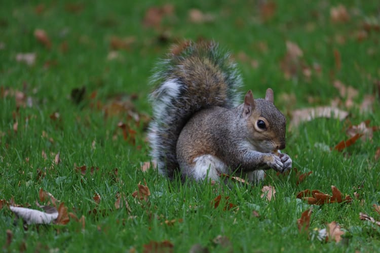 St Enda's Park