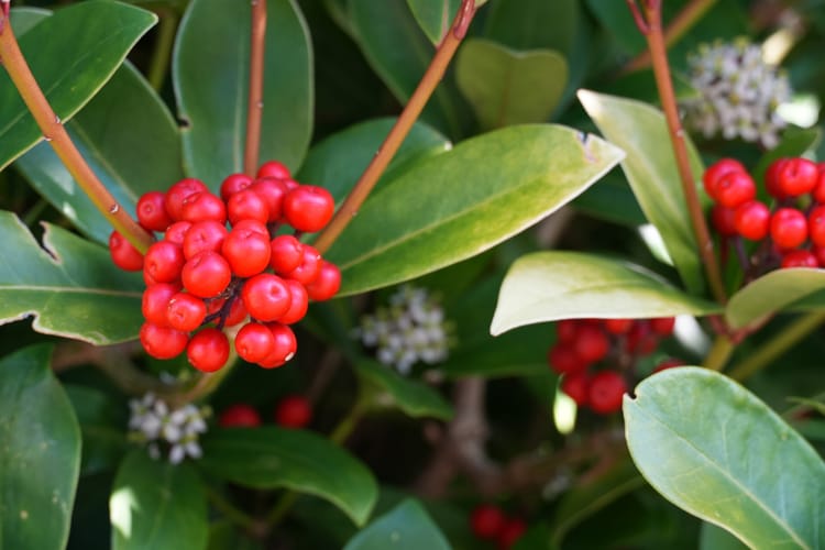 Macro Berries and Flowers