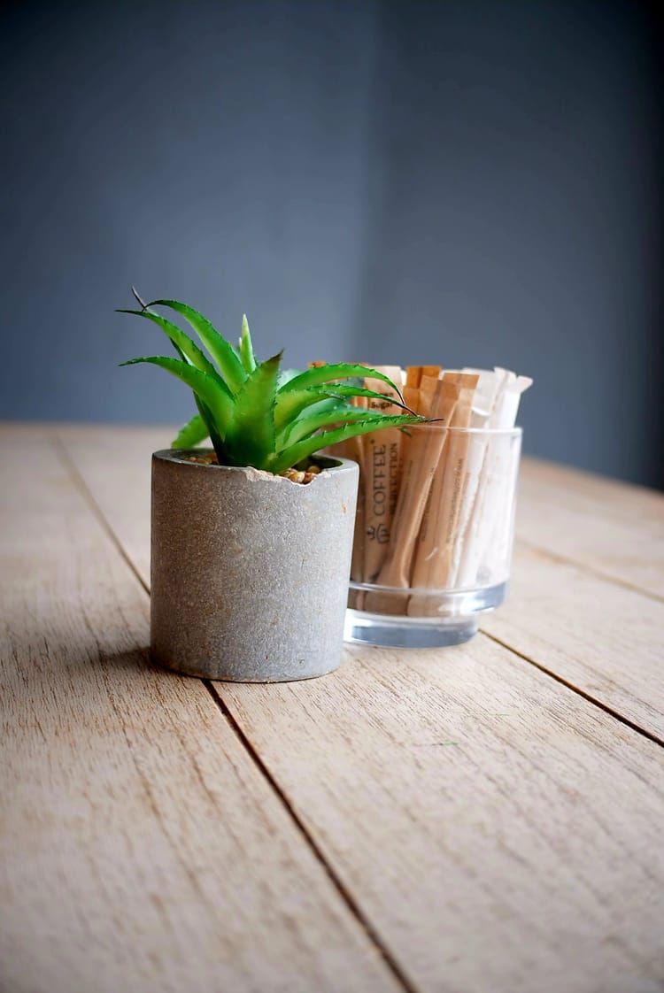 Coffee Shop Plant
