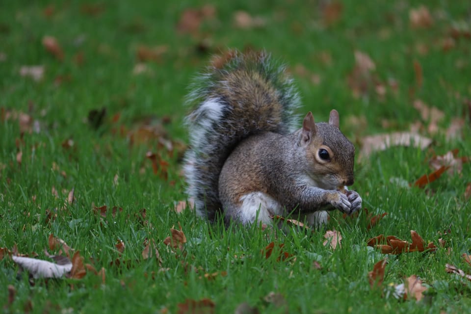 St Enda's Park