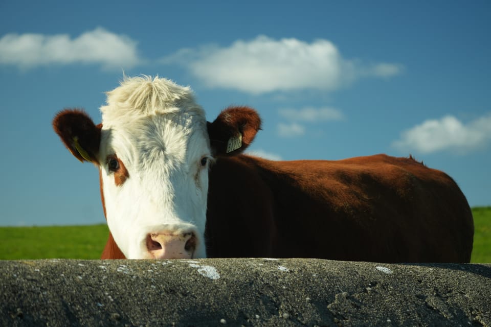 Windows Vista Screensaver - Cow version
